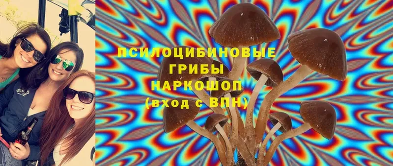 блэк спрут   Красноуфимск  Псилоцибиновые грибы Psilocybine cubensis 